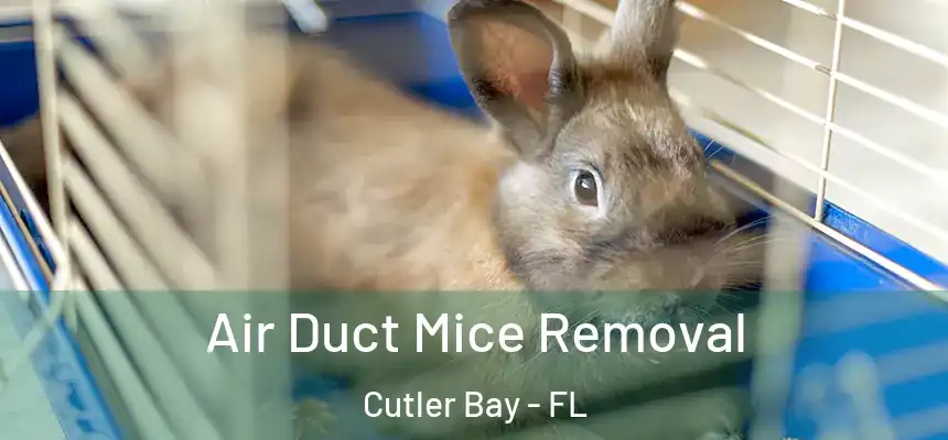 Air Duct Mice Removal Cutler Bay - FL